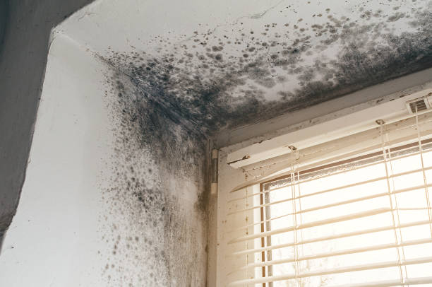 Affordable Mold Inspection And Testing solutions in Church Creek, MD
